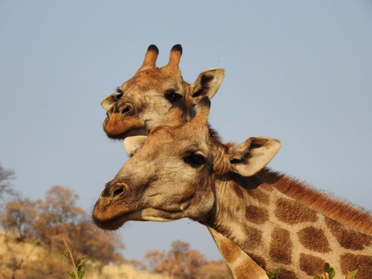 Tented Adventures Pilanesberg Exteriér fotografie